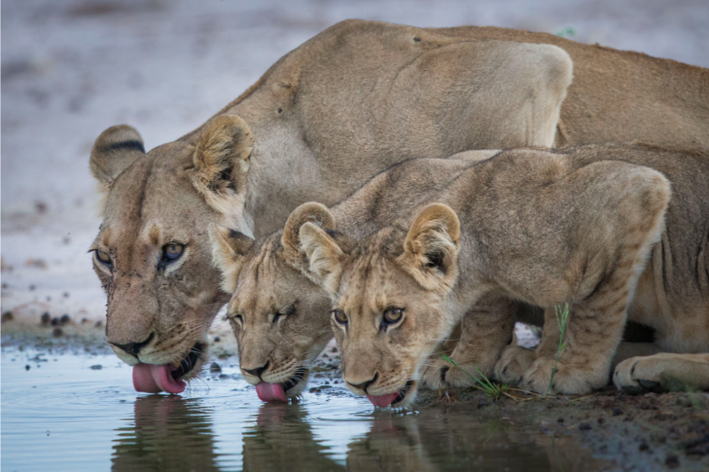 Screen Shot 2023-03-20 at 1.34.25 PM