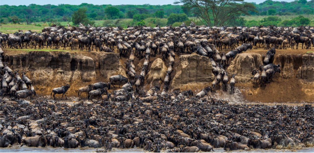 Wildbeast in Serengeti Western Corridor
