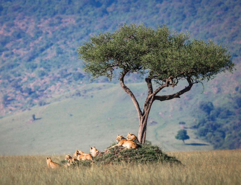 Screen Shot 2023-03-20 at 4.06.10 PM Offering a blend of both Tanzania’s wildlife and its cultural heritage, our seven-day Culture and Wildlife Safari packs world-class safari game drives alongside the opportunity to interact with two distinct cultural groups. Your six-day journey includes an extensive tour of the Serengeti National Park and its many beautiful animals, a day-long game drive through the verdant Ngorongoro Crater, and a visit to either the diverse landscapes of the Tarangire National Park or the opportunity to see the flamingoes and tree-climbing lions of Lake Manyara National Park.