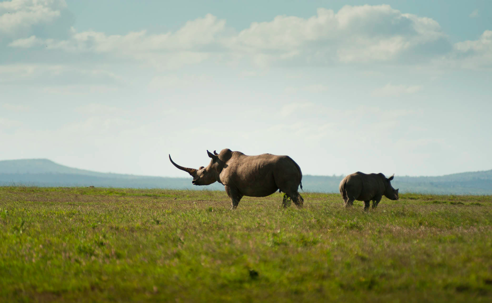 One of our safari experts will get back to you within 24-hours. One of our safari experts will get back to you within 24-hours.