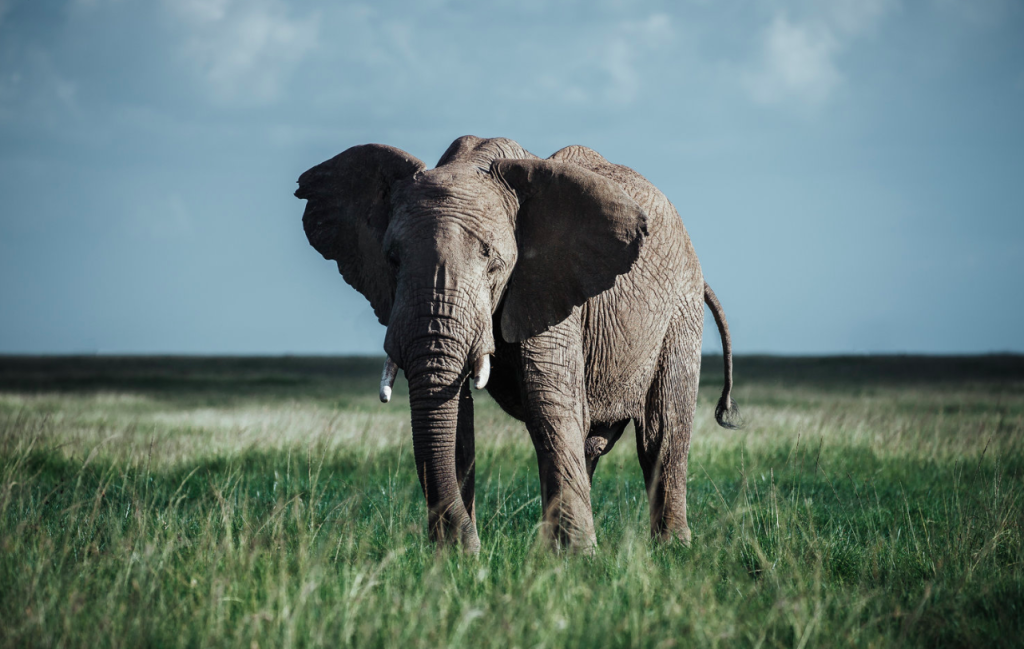 Screen Shot 2023-06-23 at 10.47.50 AM Whether you dream of witnessing the Great Migration in the Serengeti, conquering Mount Kilimanjaro, or relaxing on the pristine beaches of Zanzibar, we are here to craft the perfect adventure for you.