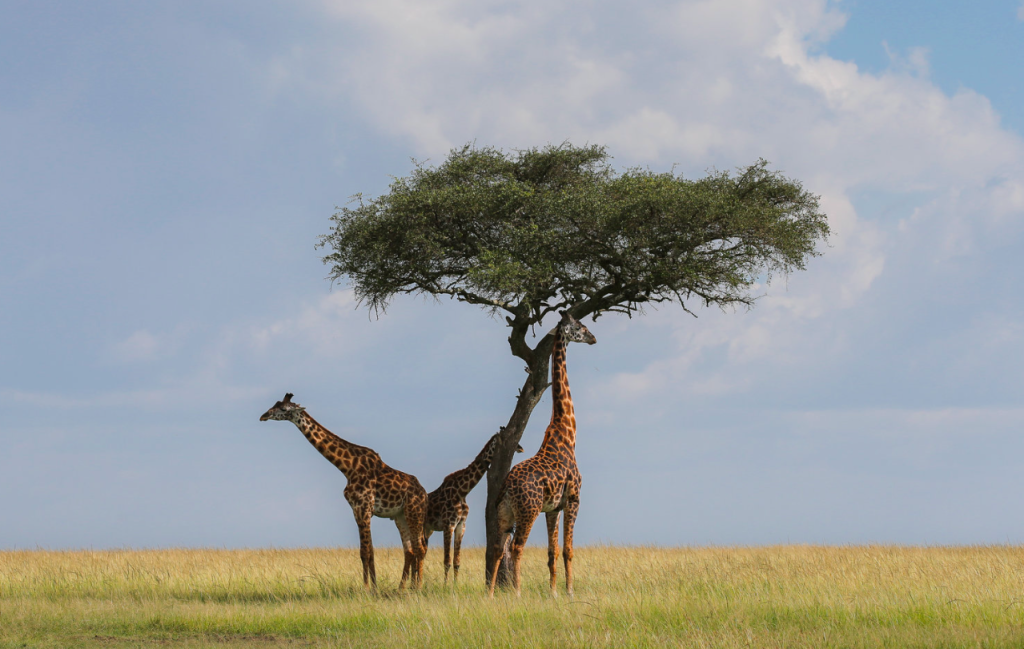 Maasai Girraffe Book Your Dream Safari Today!