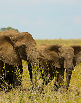 tarangire One of our safari experts will get back to you within 24-hours.