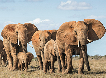 wildlife-1 Join group tour